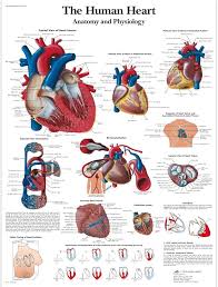 Tabla Anatómica del Corazón - 3B Scientific